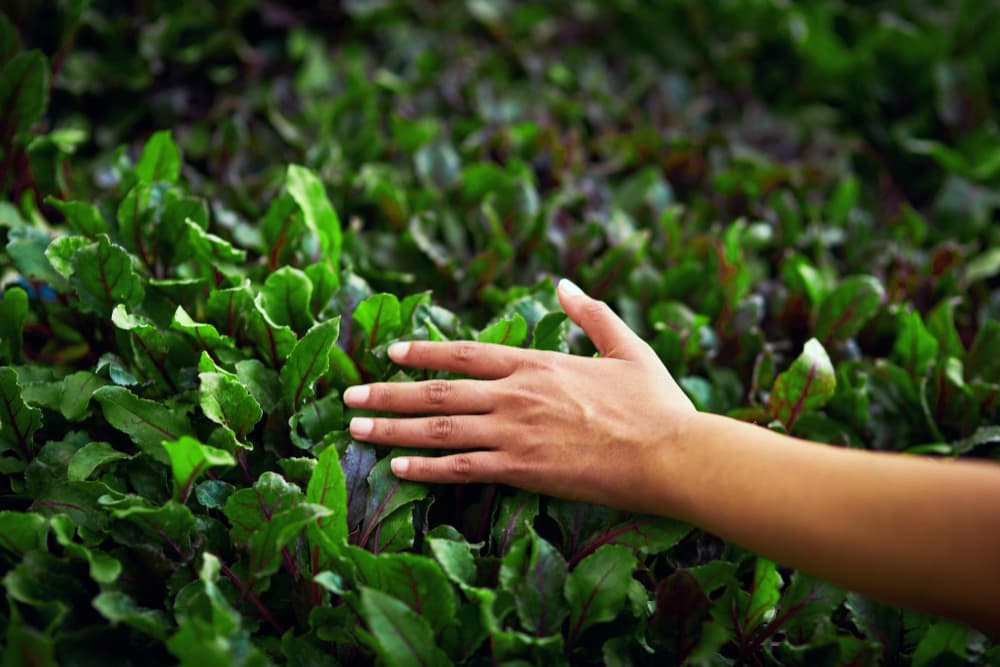Naturaleza como origen, ciencia como herramienta